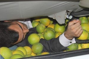 Portakallar arasında can pazarı