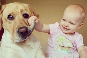 Evinde k&ouml;pek besleyenler iyi haber!