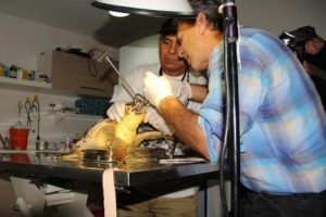 Yaralı caretta caretta seferberliği