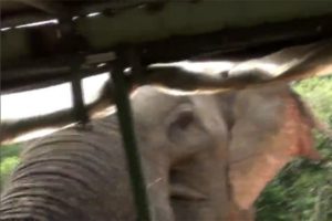 Fil safari yapan ekibe saldırdı