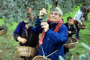 Canan Karatay Bursa'da zeytin topladı