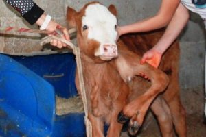 6 bacaklı buzağı g&ouml;renleri şaşırtıyor
