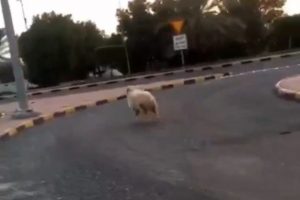 Koyunun firarı acı bitti