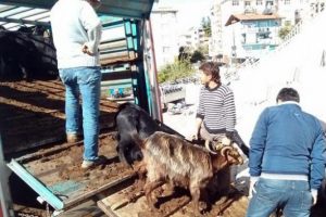 Karaman'da madencilere k&uuml;&ccedil;&uuml;kbaş hayvan dağıtıldı