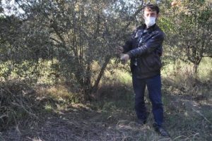 Narenciye bah&ccedil;esi kurudu, kimyasaldan ş&uuml;pheleniliyor