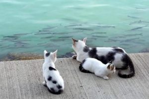 Ka&ccedil;an balık b&uuml;y&uuml;k oldu