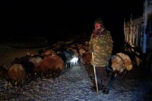 Kars'ta tipiye yakalanan 5 &ccedil;oban kurtarıldı, 1 &ccedil;oban kayıp