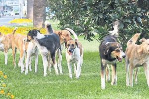 İzmir'de 300 bin sokak k&ouml;peği yaşıyor