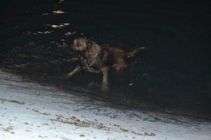 Bursa'da itfaiyeden g&ouml;le d&uuml;şen k&ouml;peği kurtarma operasyonu