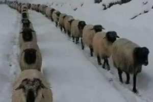 Doğu Karadeniz'de g&ouml;&ccedil; s&uuml;r&uuml;yor