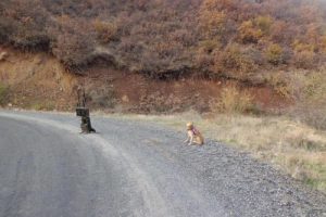 PKK'lı ter&ouml;ristlerin bombalı tuzağı imha edildi