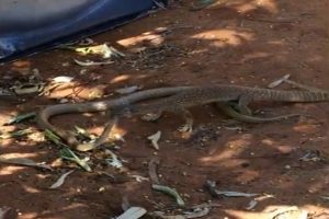 İguana yılana karşı: Kim yem oldu?