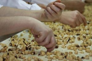 Bursa Ticaret Borsası'nda fındığın ne kadar?