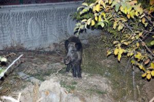 Şehre inen yaralı domuz ortalığı birbirine kattı