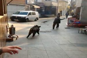 Domuz vatandaşı kovaladı: Burası İstanbul