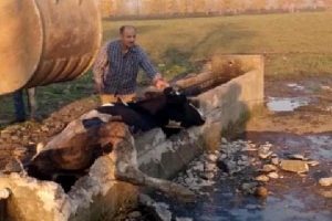 Su yalağında sıkışan inek kurtarıldı