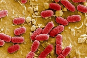 Antibiyotiği yenen bakteri bulundu