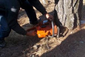 Kestiği ağacın altında kalan kişi &ouml;ld&uuml;