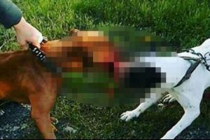 Kedi ve k&ouml;peklere 'Pitbull'lu işkenceye rekor ceza