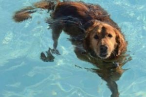 K&ouml;peğini bayrakla kurulayan kişiye 10 ay hapis
