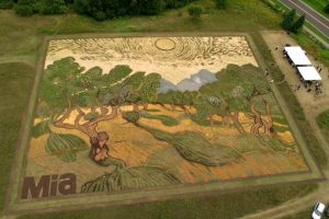 Van Gogh'un 'Zeytin Ağa&ccedil;ları' tablosunu tarlaya resmetti