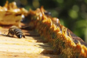 Arılardan gelen doğal antibiyotik 'propolis'