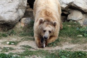 Bursa Zooparktaki ayıların kış uykusu &ouml;ncesinde balık keyfi