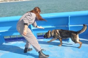 Dedekt&ouml;r k&ouml;pekler Kuşadası'nda eğitimde