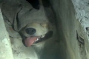 Kanalizasyona sıkışan k&ouml;pek i&ccedil;in seferber oldular
