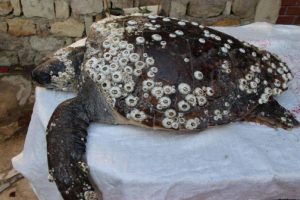 Didim'de yaralı bulunan caretta carettaya tedavi