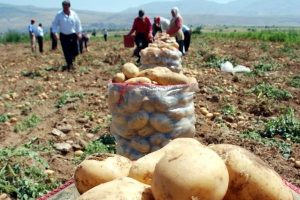 Patates fiyatı d&uuml;ş&uuml;nce, &uuml;retici stok yapmaya başladı