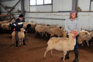 Bursalı iş adamı 3 bin liraya &ccedil;alışacak &ccedil;oban bulamadı!