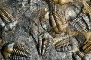 &Ccedil;in'de 535 milyon yıllık larva bulundu