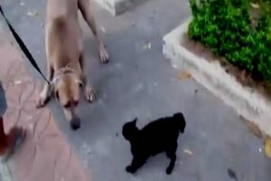 Anne y&uuml;reği dayanmadı! Cesur kedi yavrusunu bakın nasıl kurtardı