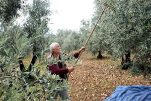 Bursalı zeytinyağı &uuml;reticisine destek