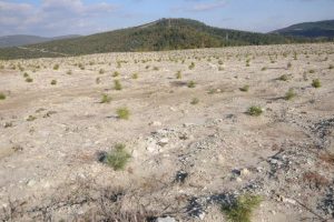 Bursa'da maden sahaları ağa&ccedil;landırılıyor