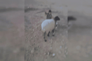 Koyunun kuzuyu yiyeceğini zannedince...