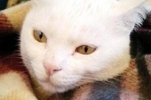 Boşanan &ccedil;ift, kedi 'Zuzu'nun velayetini paylaştı