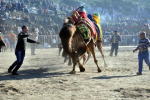 Pehlivan develer Ko&ccedil;arlı arenasında kapıştı