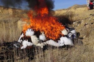 Uşak'ta 800 kilo esrar imha edildi