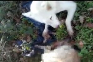 Sakarya'da tecav&uuml;ze uğrayıp başı kesilmiş k&ouml;pek cesetleri bulundu