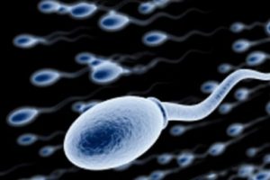 Obez erkeğin spermleri de obez oluyor