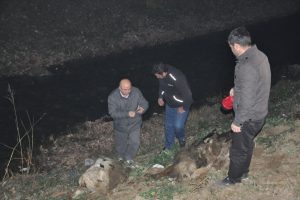 Bursa'da şap tehlikesi karantinaya aldılar!