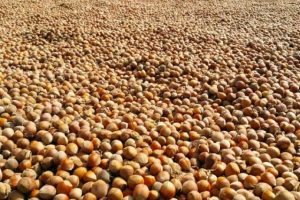 &Uuml;reticinin 11 liraya sattığı fındık rafta 60 lira