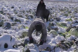 Muş'ta tonlarca lahana kar altında kaldı