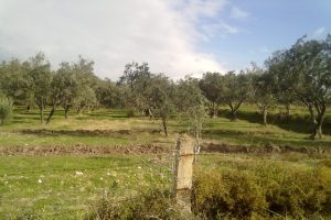 Bursa'da vekaletle arazi vurgunu!