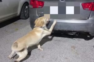 İzmir'de dedekt&ouml;r k&ouml;pek 24 kilo esrarı b&ouml;yle buldu