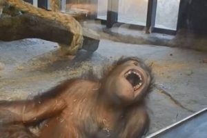 G&uuml;lme krizine giren orangutan fenomen oldu