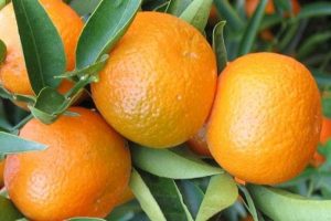 Rusya, T&uuml;rkiye yerine Suriye'den narenciye alacak
