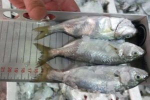 &Ccedil;anakkale'de yasak avcılığa ge&ccedil;it yok